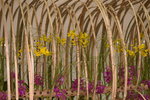 10032017_Hong Kong Flower Show 2017_Venue00126