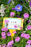 16032018_Hong Kong Flower Show 2018_Assorted Specis00016