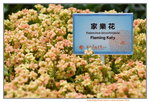 16032018_Hong Kong Flower Show 2018_Assorted Specis00100
