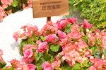 16032018_Hong Kong Flower Show 2018_Begonia Hiemalis00001