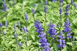 16032018_Hong Kong Flower Show 2018_Lavender00004