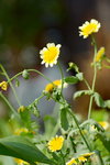 16032018_Hong Kong Flower Show 2018_Marigold00001