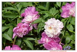 16032018_Hong Kong Flower Show 2018_Peony00003