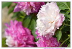 16032018_Hong Kong Flower Show 2018_Peony00004