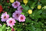 15022018_Victoria Park_CNY Flower Fair_Chrysanthemun00002