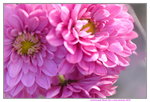 15022018_Victoria Park_CNY Flower Fair_Chrysanthemun00005