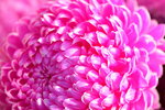 15022018_Victoria Park_CNY Flower Fair_Chrysanthemun00006