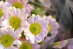 15022018_Victoria Park_CNY Flower Fair_Chrysanthemun00007
