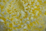 15022018_Victoria Park_CNY Flower Fair_Chrysanthemun00008
