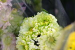 15022018_Victoria Park_CNY Flower Fair_Chrysanthemun00009