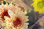 15022018_Victoria Park_CNY Flower Fair_Chrysanthemun00011