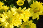 15022018_Victoria Park_CNY Flower Fair_Chrysanthemun00012