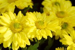 15022018_Victoria Park_CNY Flower Fair_Chrysanthemun00013