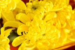 15022018_Victoria Park_CNY Flower Fair_Chrysanthemun00014