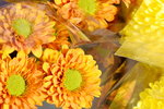 15022018_Victoria Park_CNY Flower Fair_Chrysanthemun00016