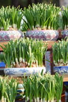 15022018_Victoria Park_CNY Flower Fair_Daffodil00001
