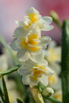 15022018_Victoria Park_CNY Flower Fair_Daffodil00002