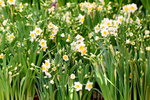15022018_Victoria Park_CNY Flower Fair_Daffodil00009