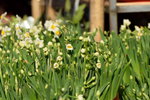 15022018_Victoria Park_CNY Flower Fair_Daffodil00010