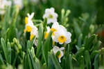 15022018_Victoria Park_CNY Flower Fair_Daffodil00012