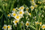 15022018_Victoria Park_CNY Flower Fair_Daffodil00013