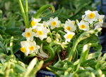 15022018_Victoria Park_CNY Flower Fair_Daffodil00014