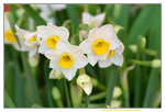 15022018_Victoria Park_CNY Flower Fair_Daffodil00015