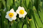 15022018_Victoria Park_CNY Flower Fair_Daffodil00017