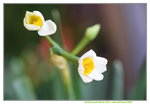 15022018_Victoria Park_CNY Flower Fair_Daffodil00018