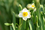 15022018_Victoria Park_CNY Flower Fair_Daffodil00020