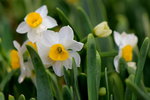 15022018_Victoria Park_CNY Flower Fair_Daffodil00021