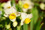 15022018_Victoria Park_CNY Flower Fair_Daffodil00022