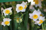 15022018_Victoria Park_CNY Flower Fair_Daffodil00023