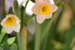 15022018_Victoria Park_CNY Flower Fair_Daffodil00024