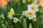 15022018_Victoria Park_CNY Flower Fair_Daffodil00025