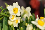 15022018_Victoria Park_CNY Flower Fair_Daffodil00026