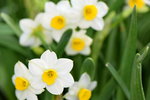 15022018_Victoria Park_CNY Flower Fair_Daffodil00027