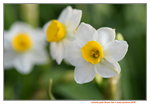 15022018_Victoria Park_CNY Flower Fair_Daffodil00028