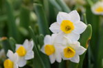 15022018_Victoria Park_CNY Flower Fair_Daffodil00029