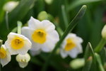 15022018_Victoria Park_CNY Flower Fair_Daffodil00030