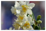 15022018_Victoria Park_CNY Flower Fair_Daffodil00031