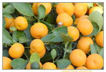 15022018_Victoria Park_CNY Flower Fair_Mandarin Orange00001