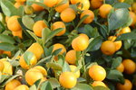 15022018_Victoria Park_CNY Flower Fair_Mandarin Orange00002