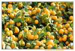 15022018_Victoria Park_CNY Flower Fair_Mandarin Orange00003