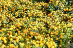 15022018_Victoria Park_CNY Flower Fair_Mandarin Orange00004