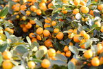 15022018_Victoria Park_CNY Flower Fair_Mandarin Orange00005