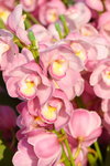 15022018_Victoria Park_CNY Flower Fair_Orchid00001