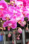 15022018_Victoria Park_CNY Flower Fair_Orchid00003