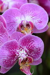 15022018_Victoria Park_CNY Flower Fair_Orchid00004