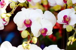 15022018_Victoria Park_CNY Flower Fair_Orchid00005
